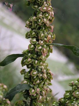 Smilax Riparid Saponins 